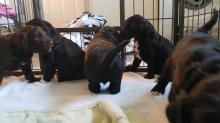 Puppies for sale , portuguese water dog - Ireland, Cork