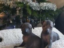 Puppies for sale other breed, mexican hairless dogs - Malta, Valletta