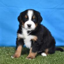 Puppies for sale bernese mountain dog - Italy, Tivoli