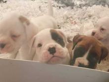 Puppies for sale boxer - United Kingdom, Bradford. Price 10 €