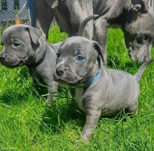Puppies for sale staffordshire bull terrier - United Kingdom, London. Price 15 €