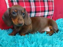 Puppies for sale dachshund - Luxembourg, Luxembourg. Price 11 €