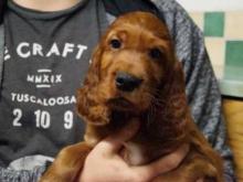 Puppies for sale irish setter - Ireland, Dublin. Price 11 €