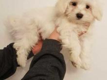 Puppies for sale maltese - Malta, Valletta. Price 11 €