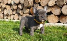 Puppies for sale french bulldog - United Kingdom, London. Price 15 €