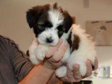 Puppies for sale tibetan terrier - Ireland, Cork. Price 10 €