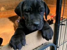 Puppies for sale other breed, great dane - United Kingdom, Cambridge. Price 11 €