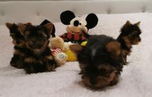 Puppies for sale yorkshire terrier - Austria, Vienna