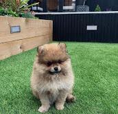 Puppies for sale pomeranian spitz - Russia, Cherepovets