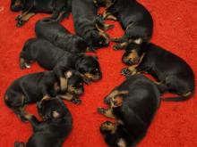 Puppies for sale doberman - Austria, Vienna. Price 11 €