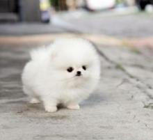 Puppies for sale pomeranian spitz - Denmark, Odense