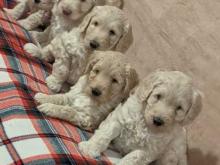 Puppies for sale , goldendoodle - United Kingdom, Sheffield