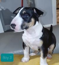 Puppies for sale bull terrier - United Kingdom, Manchester. Price 11 €
