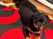 Puppies for sale rottweiler - Lithuania, Vilnius. Price 10 €