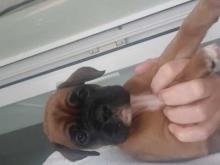 Puppies for sale boxer - Bulgaria, Pleven. Price 10 €