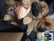 Puppies for sale chow chow - United Kingdom, Coventry. Price 11 €