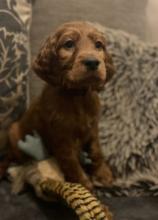 Puppies for sale irish setter - Bulgaria, Shumen. Price 11 €