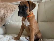 Puppies for sale boxer - Lithuania, Vilnius