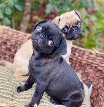 Puppies for sale pug - Ukraine, Donetsk