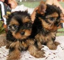 Puppies for sale yorkshire terrier - Kyrgyzstan, Osh