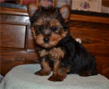 Puppies for sale yorkshire terrier - Luxembourg, Luxembourg