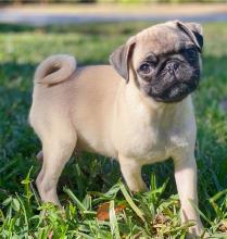 Puppies for sale pug - Denmark, Kopenagen