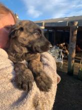 Puppies for sale irish wolfhound - Lithuania, Vilnius