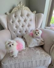 Puppies for sale maltese - France, Paris