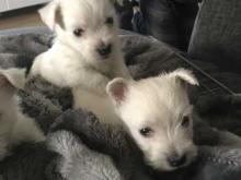 Puppies for sale west highland white terrier - Hungary, Budapest