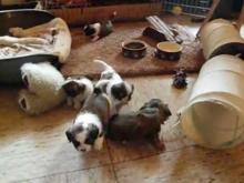 Puppies for sale lhasa apso - Bulgaria, Shumen