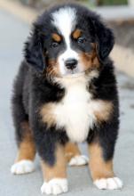 Puppies for sale bernese mountain dog - Lithuania, Vilnius. Price 10 €