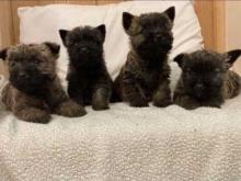 Puppies for sale other breed, cane terrier - United Kingdom, Rugby