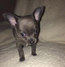 Puppies for sale chihuahua - Germany, Cottbus. Price 11 €