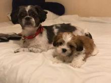 Puppies for sale shih tzu - Netherlands, Hurley. Price 11 €
