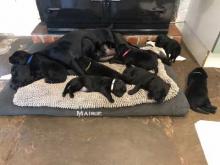 Puppies for sale labrador - Netherlands, Harlem. Price 10 €