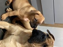 Puppies for sale bullmastiff - Portugal, Lisbon. Price 11 €