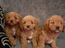 Puppies for sale mixed breed, csvapoo - Ireland, Cork