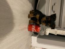 Puppies for sale yorkshire terrier - Austria, Graz