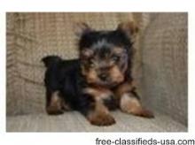 Puppies for sale yorkshire terrier - Estonia, Narva