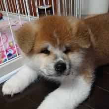 Puppies for sale akita - Russia, St. Petersburg