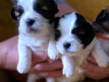 Puppies for sale lhasa apso - Hungary, Budapest. Price 10 $