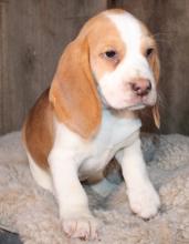 Puppies for sale beagle - Hungary, Szeged