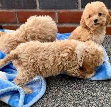 Puppies for sale mixed breed, cavapoo - Cyprus, Limassol