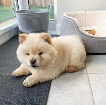 Puppies for sale chow chow - Ireland, Cork
