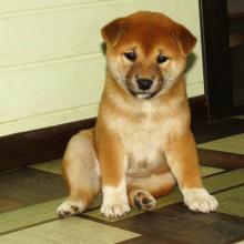 Puppies for sale , shiba inu - Russia, St. Petersburg