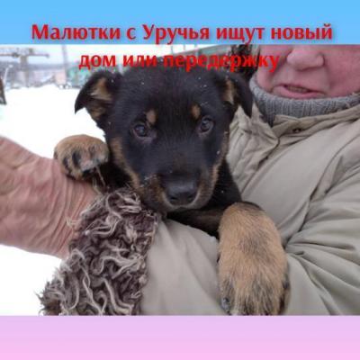 Отдам щенка в добрые руки Беспородная - Беларусь, Минск