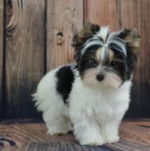 Puppies for sale other breed, biewer terrier - Cyprus, Limassol