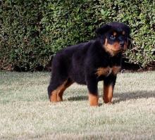 Puppies for sale rottweiler - Czech Republic, Ostrava