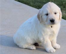 Puppies for sale golden retriever - Turkmenistan, Turkmenabad