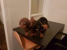 Puppies for sale dachshund - Latvia, Riga. Price 11 €
